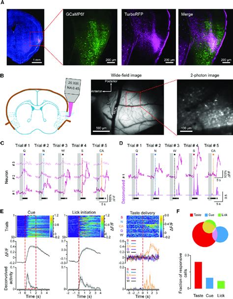 Two Photon Calcium Imaging Of Neural Activity In Gc Of Behaving Mice