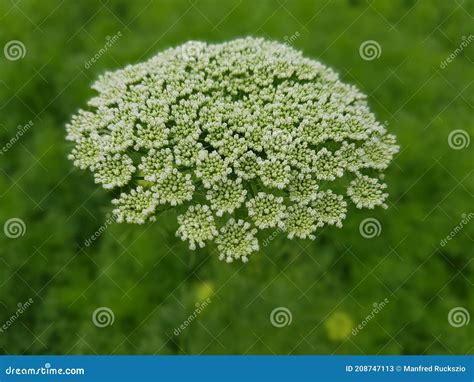 Bishop S Herb Ammi Khella Stock Image Image Of Khella 208747113