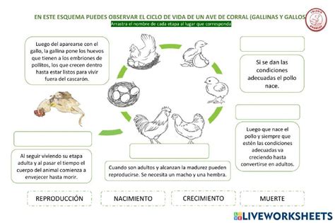 Ciclo De Vida De Gallos Y Gallinas Worksheet Live Worksheets