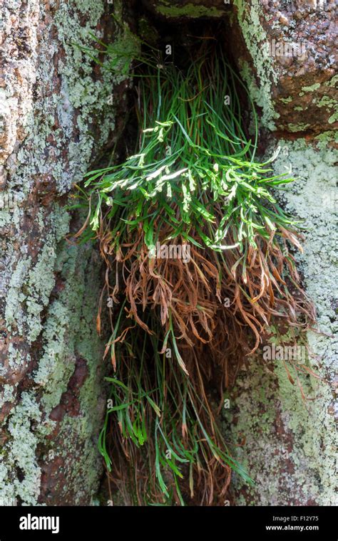 Forked Spleenwort Asplenium Septentrionale Stock Photo Alamy