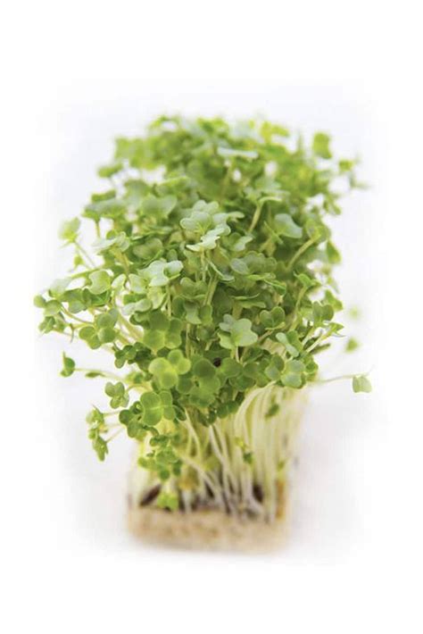 Buy Garden Cress Microgreen Seeds Plantshopme