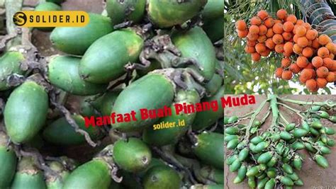 Buka Rahasia Manfaat Buah Pinang Muda Yang Jarang Diketahui Solider