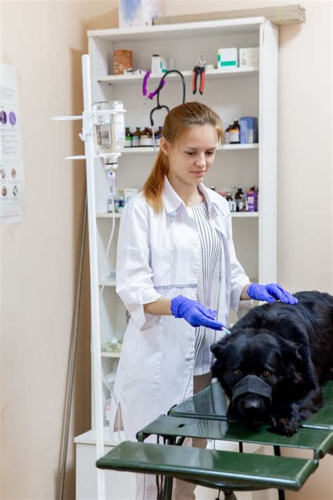 Female Veterinarian Examining a Cat in a Vet Clinic Stock Photo - Image of veterinarian ...