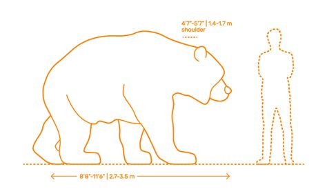 Bear Size Comparison Chart