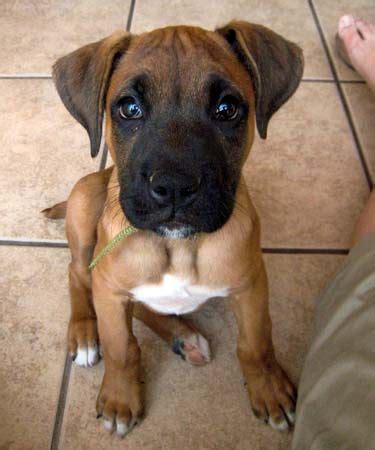 boxer lab mix puppies for sale near me Online Shopping