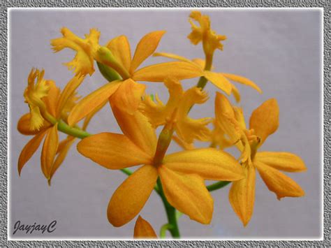 An Orange Epidendrum X Obrienianum Commonly Known As Cruci Flickr