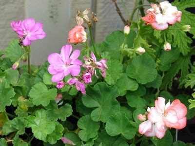 Géranium zonal Pelargonium x hortorum entretien arrosage rempotage