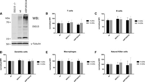 MHC Class I Cell Surface Expression Of Different Splenocyte