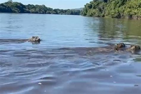 Casal Filma On A Pintada Dois Filhotes Atravessando O Rio Em