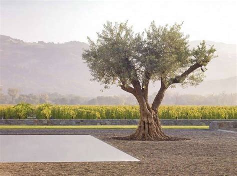 19 Olive Tree Garden Ideas You Should Check SharonSable