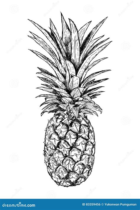 Hand Drawn Illustration Of Pineapple Realistic Sketch Of Fruit Stock