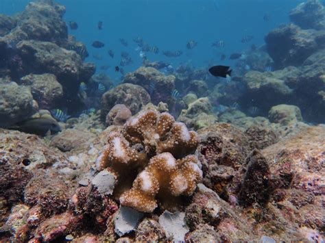 The Maldivian Coral Carers An Insight Into Active Coral Restoration