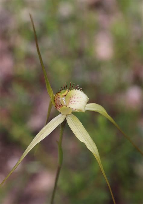 Caladenia Citrina Margaret River Spider Orchid Orchids Of South