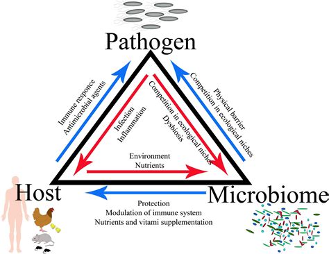 Frontiers The Game For Three Salmonellahostmicrobiota Interaction