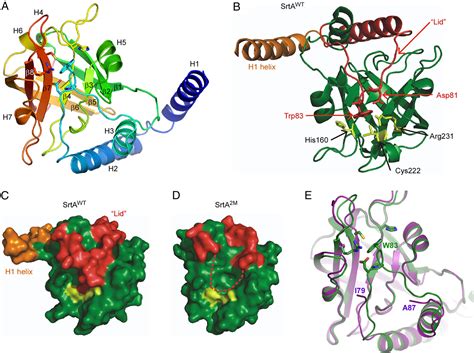 Figure 1 From In Vitro Reconstitution Of Sortase Catalyzed Pilus