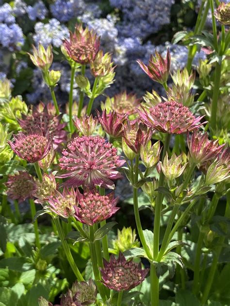 Astrantia Major Pink Pride Shop Established Astrantia Proctors