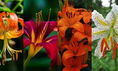 Most Different Types Of Lilies Flowers Gardens Nursery