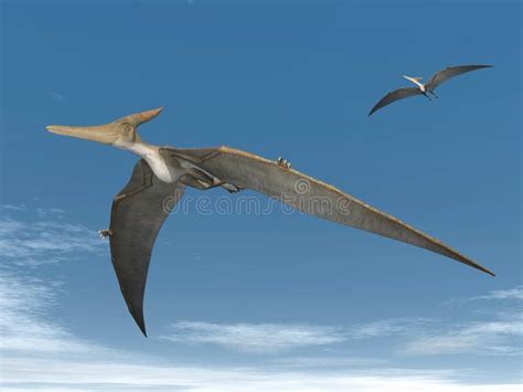 Pteranodon Longiceps Stock Illustration Illustration Of Fossil