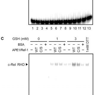 Ape Ref Has Two Distinct Effects On Dna Binding Activity Of Nf K B