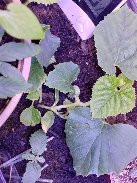 hybrid melons   rgardeningindoors