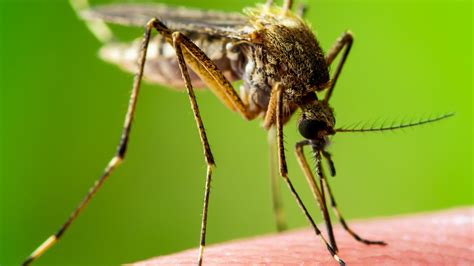 There Is More To Mosquitoes Than Meets The Nose Opgenomen