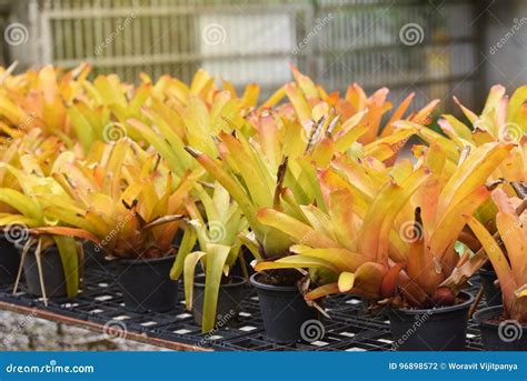 Bromeliad Yellow Stock Photo Image Of Flora Bright 96898572