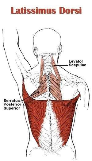 Back Anatomy All About The Back Muscles