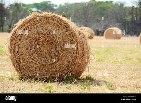 Big Hay Bale In A Harvesting Field Stock Photo Alamy