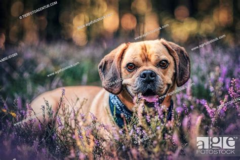 Lying Puggle Stock Photo Picture And Rights Managed Image Pic Tfa