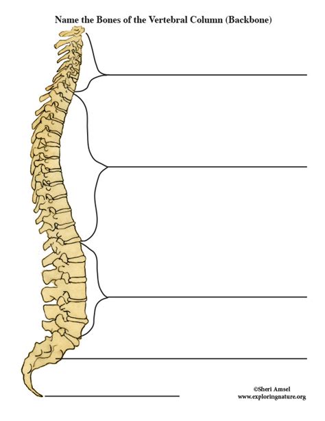 Vertebral Column Anatomy Worksheet