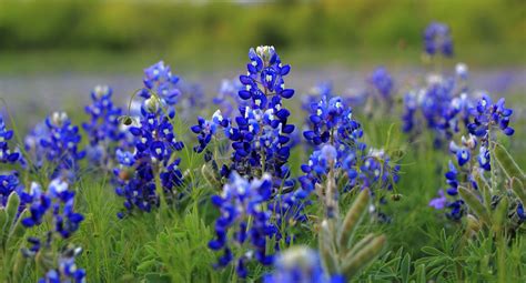 Bluebonnet Wallpaper (46+ images)