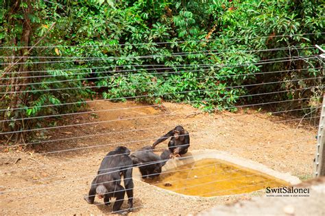 Destination Sierra Leone The Hidden Wildlife Gem Tacugama Chimpanzee