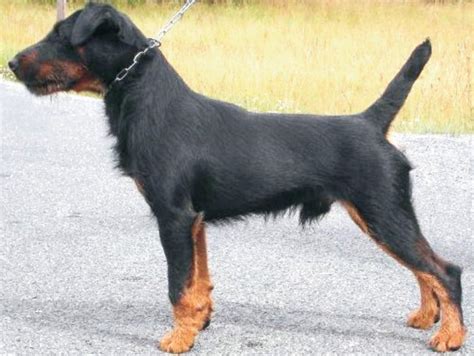 German Hunting Terrier | Breed Information – Dogs Jelena Dog Shows