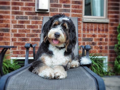 Bernedoodle Doodle Dog Breeds Bernedoodle Doodle Dog