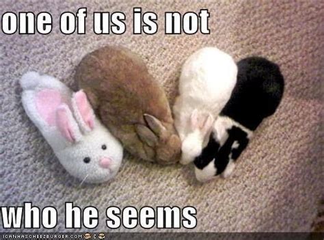 26 Bunny Memes That Are Way Too Cute For Your Screen