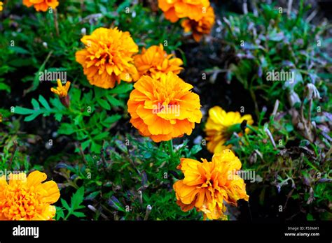 Scottish Marigolds Hi Res Stock Photography And Images Alamy