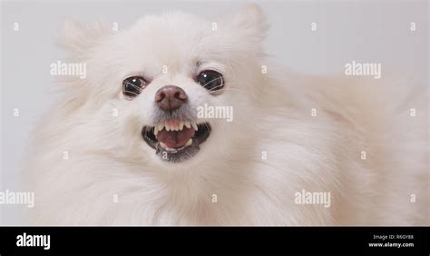 Angry Pomeranian dog Stock Photo - Alamy