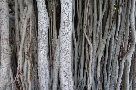 Trunks Of The Banyan Tree Brisbane Australia Luke McKernan Flickr