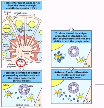 Lymphocyte Activation Of T Cells L Flashcards Quizlet