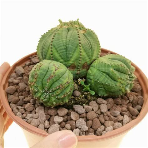 Euphorbia Obesa Cv Rocky Mountain F Crestata Prolifera Rare Form