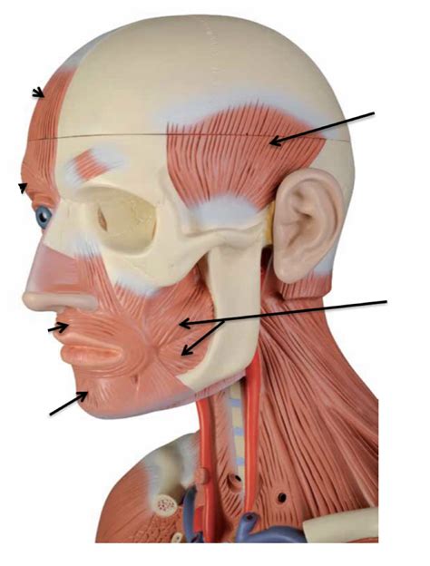 Head Muscles Diagram Quizlet