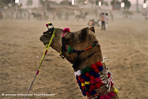 Pushkar Fair