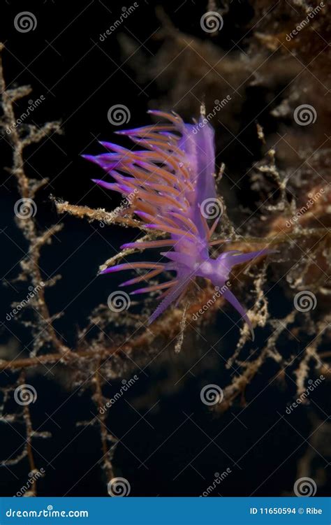 Purple Sea Slug Purple Sea Slugs Surprise Beachgoers In Northern California - butlerseedgroup