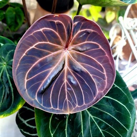 Jual Tanaman Hias Anthurium King Of Spades Tanaman Hias Meja