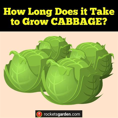 how long does a cabbage take to grow