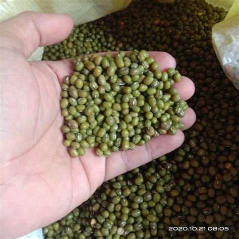 Jual Kacang Hijau Premium Kg Shopee Indonesia