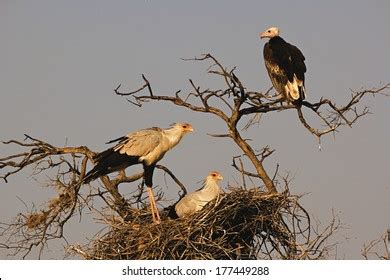 Whiteheaded Vulture Trigonoceps Occipitalis Nest Taken Stock Photo