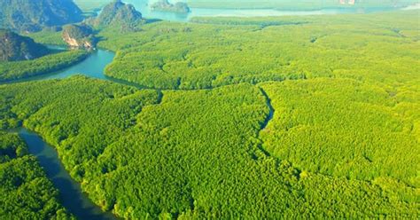 Green mangrove forest in tropical rainforest, Stock Video - Envato Elements