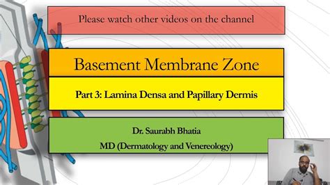 Basement Membrane Zone BMZ Part 3 Lamina Densa And Papillary