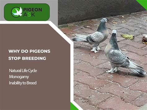 When Do Pigeons Stop Breeding Pigeon Ask